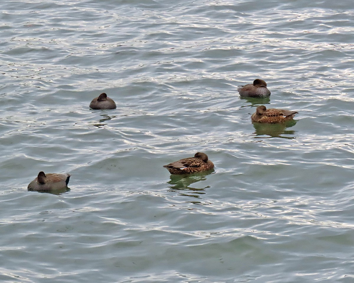 Gadwall - ML645677930