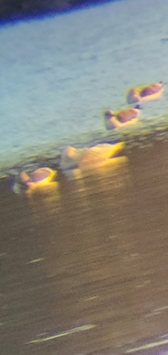 Glaucous Gull - ML645677931