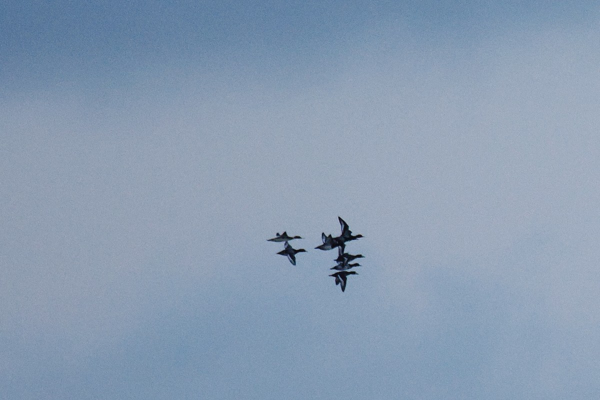 Greater/Lesser Scaup - ML645677934