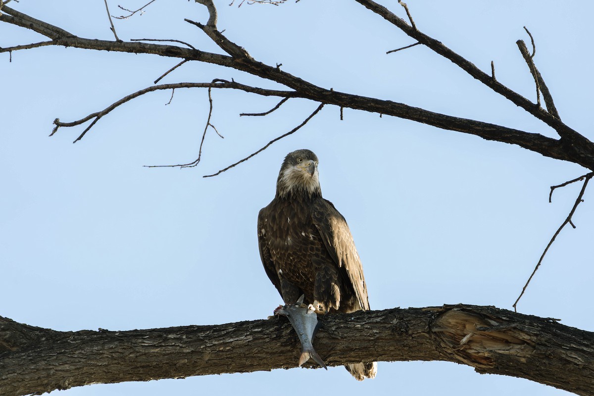 Bald Eagle - ML645677937