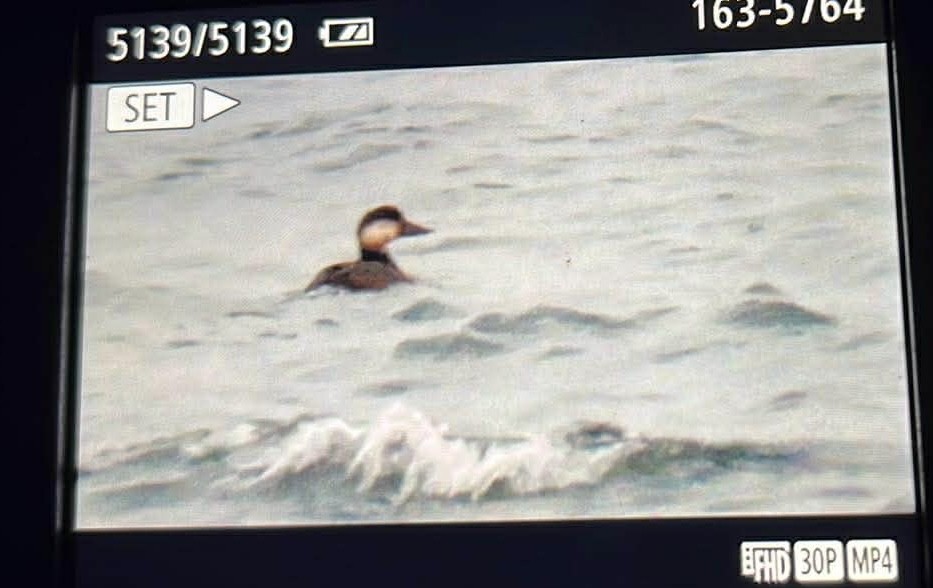 Red-necked Grebe - ML645677940