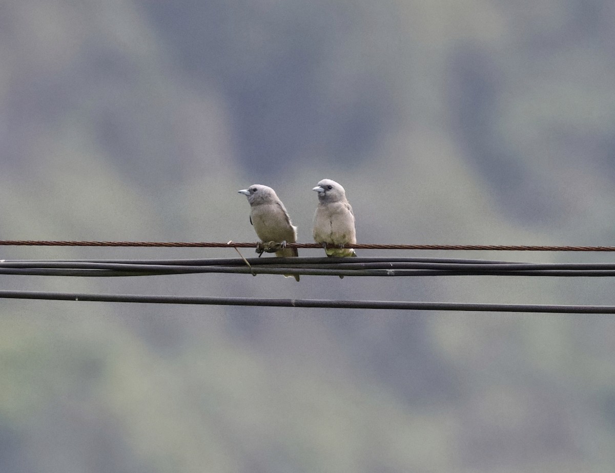 Ashy Woodswallow - ML645677941