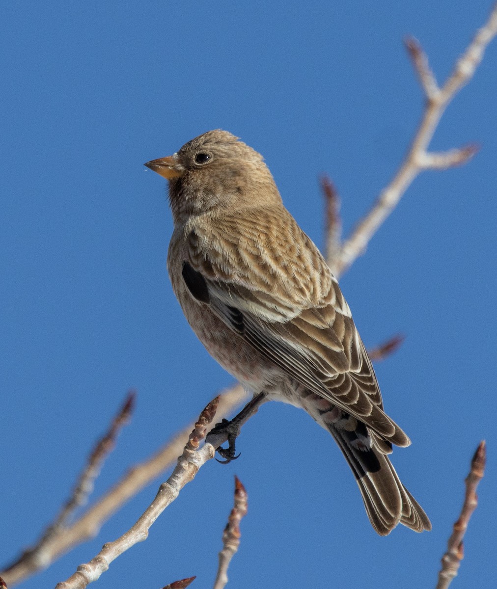 pěnkavice coloradská - ML645677949