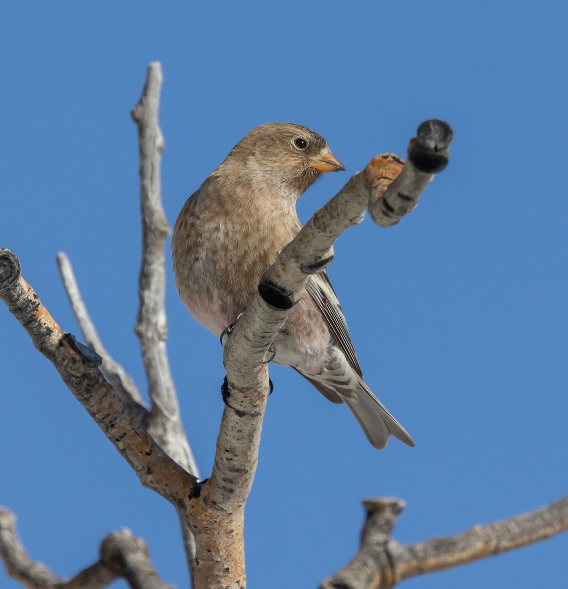 pěnkavice coloradská - ML645677950