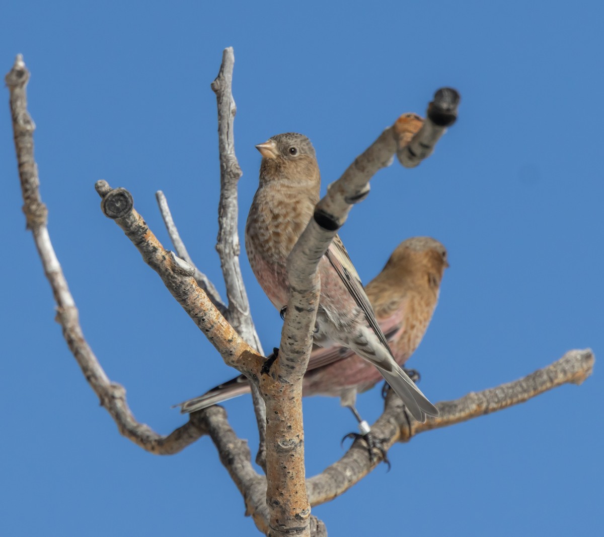 pěnkavice coloradská - ML645677951