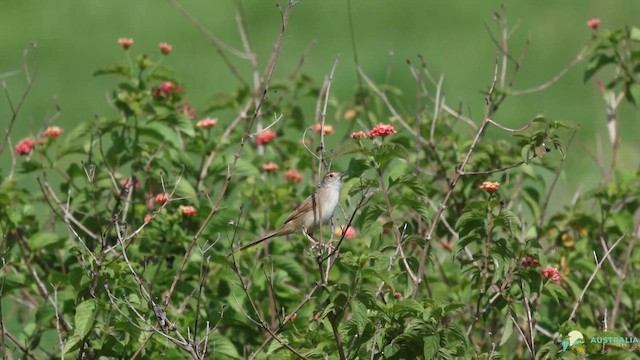 Матата руда - ML645677958