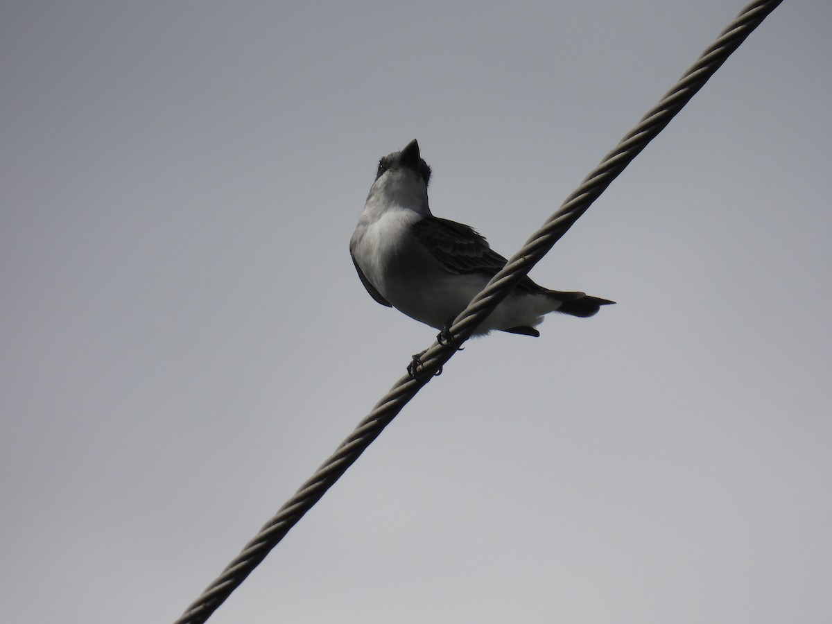 Gray Kingbird - ML645677968