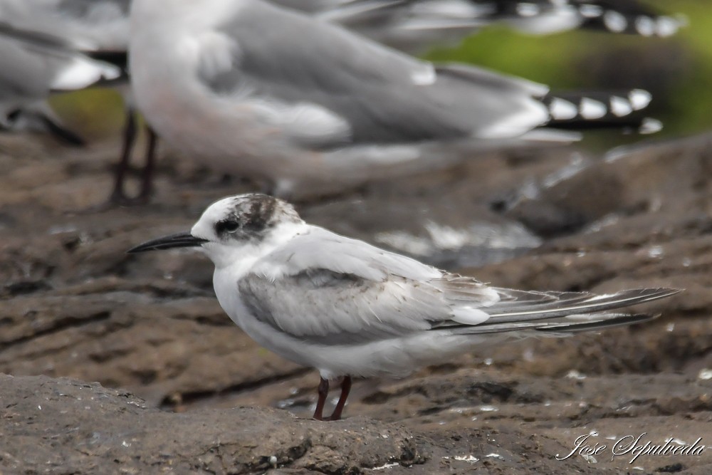 Charrán Común - ML645677986