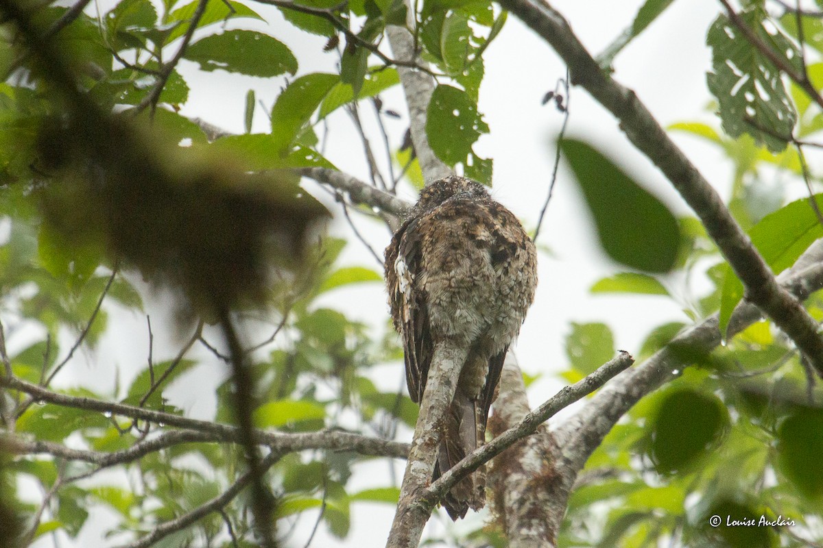 And Putusu - ML645678017