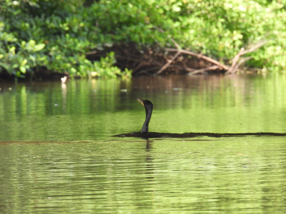 Neotropic Cormorant - ML645678024