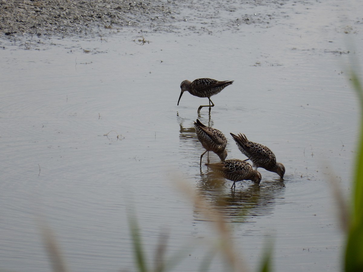 Çizgili Kumkuşu - ML645678030