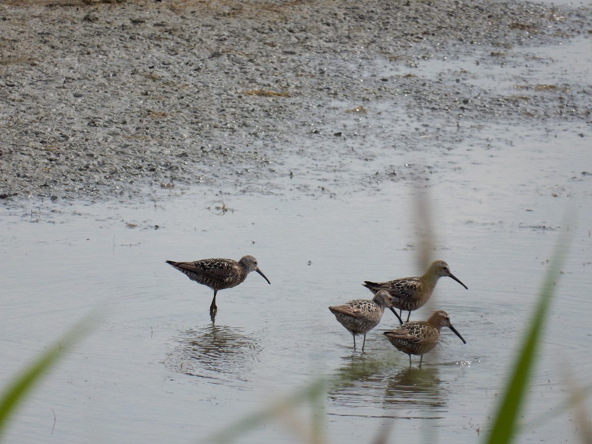 Çizgili Kumkuşu - ML645678031