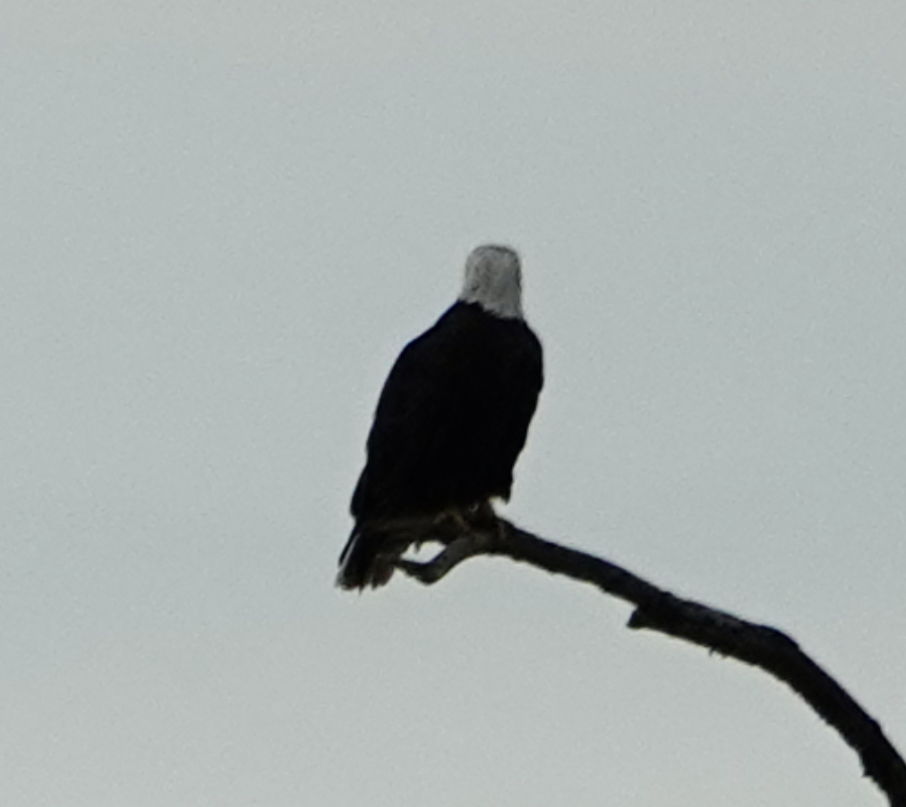 Bald Eagle - ML645678032