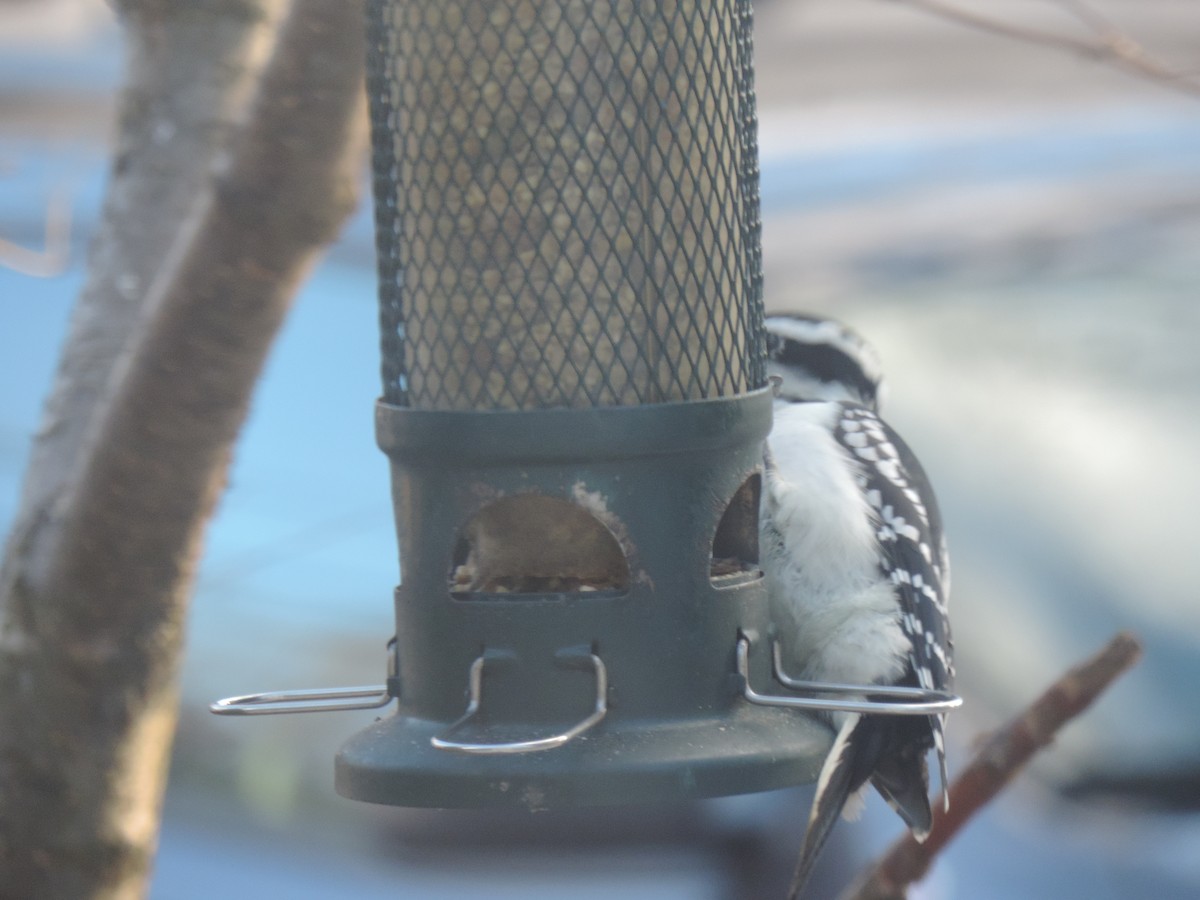 Pico Velloso - ML645678035