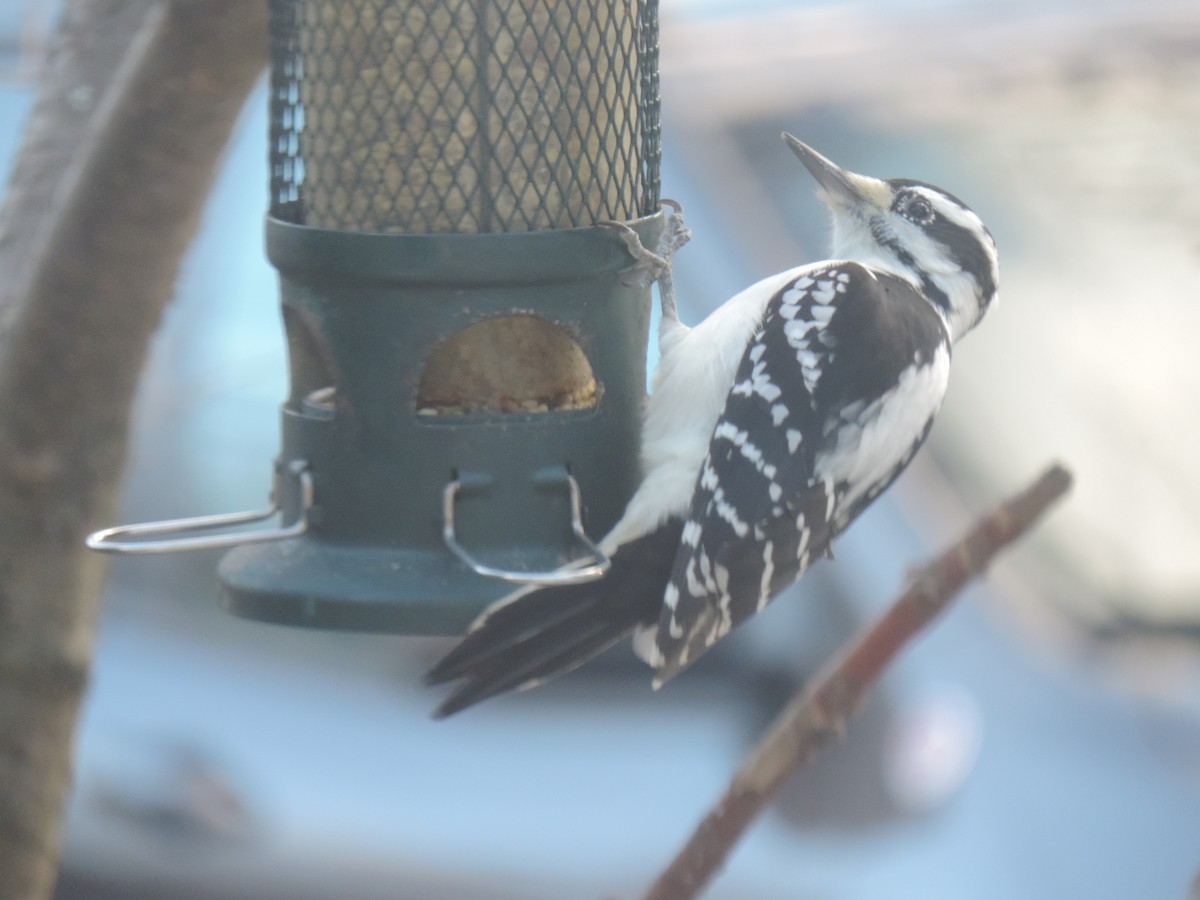 Pico Velloso - ML645678036