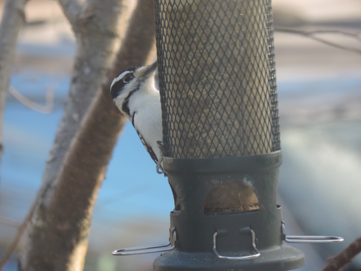 Pico Velloso - ML645678037