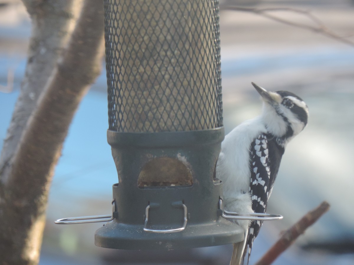 Pico Velloso - ML645678038