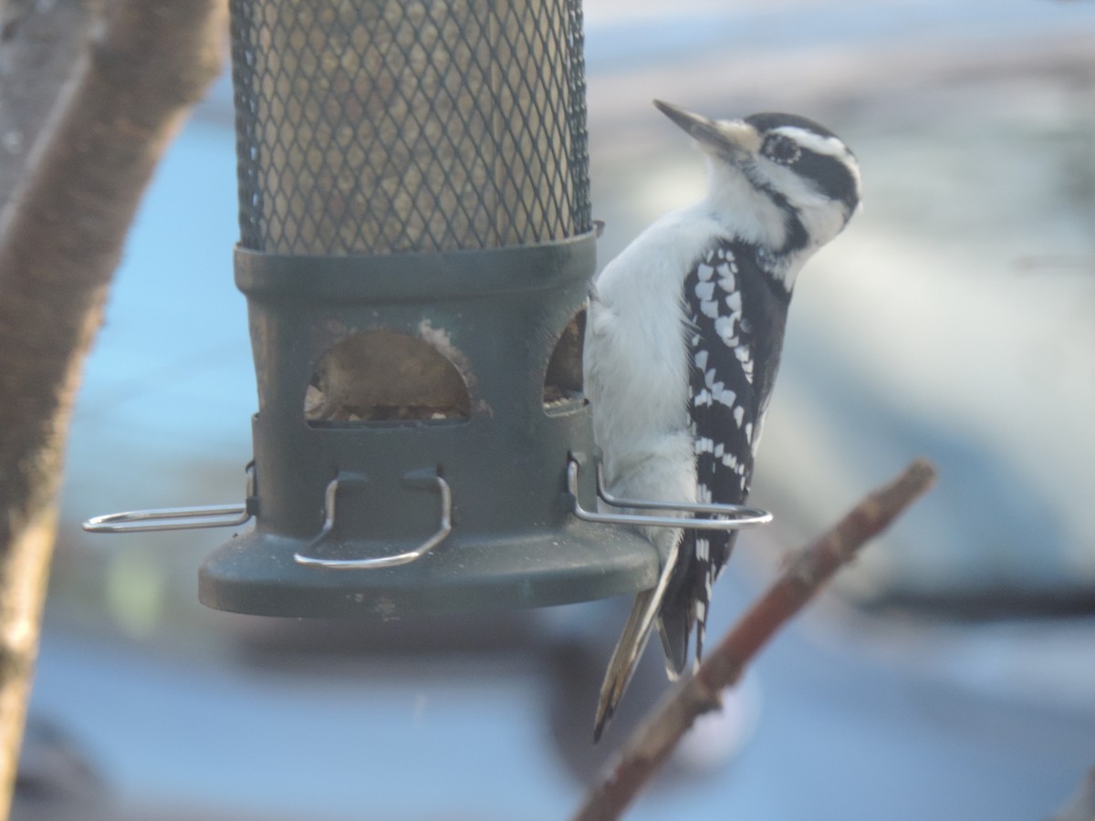 Pico Velloso - ML645678039