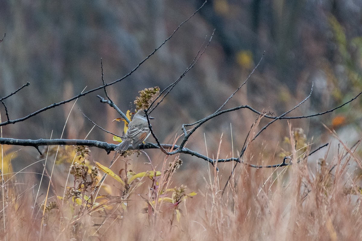 Copetón Cenizo - ML645678041