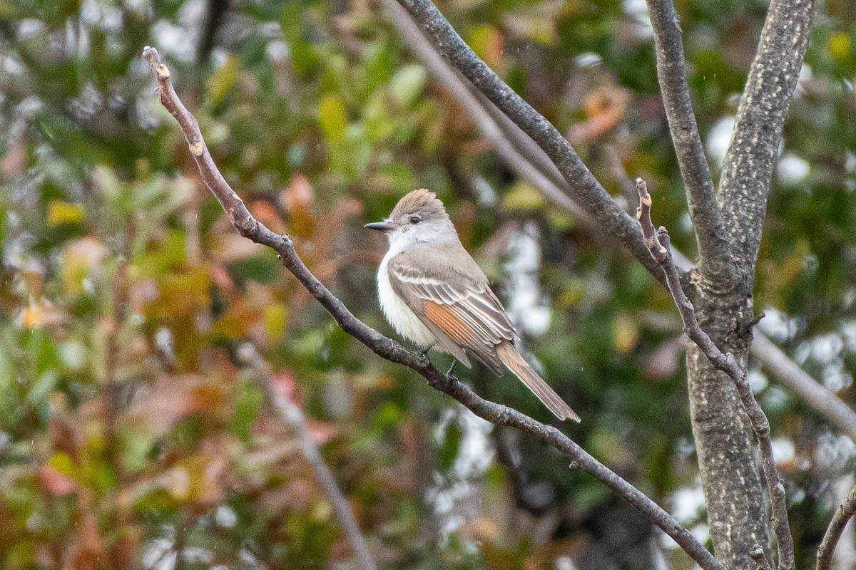 Copetón Cenizo - ML645678042