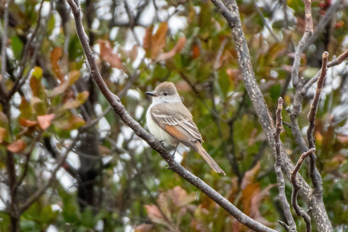 Copetón Cenizo - ML645678043