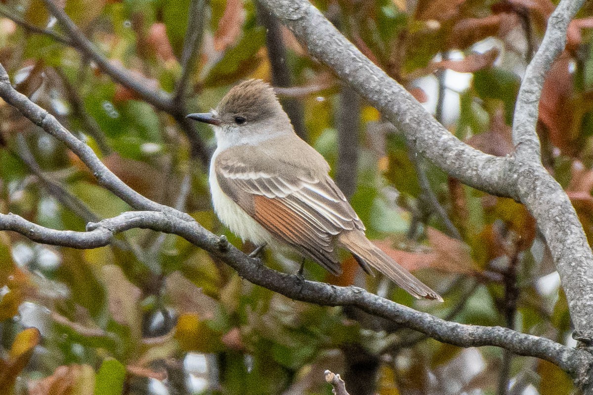 Copetón Cenizo - ML645678044