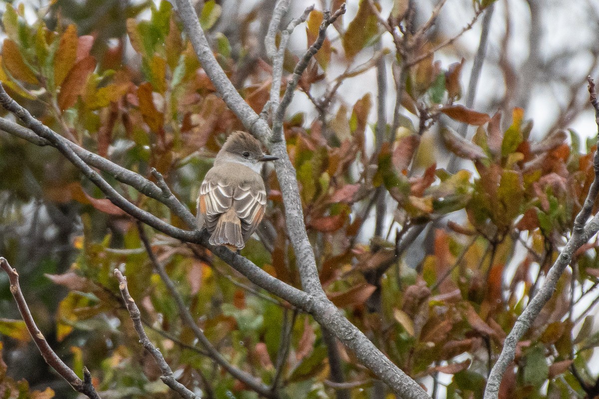 Copetón Cenizo - ML645678045