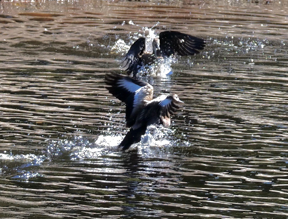 Suirirí Piquirrojo - ML645678046