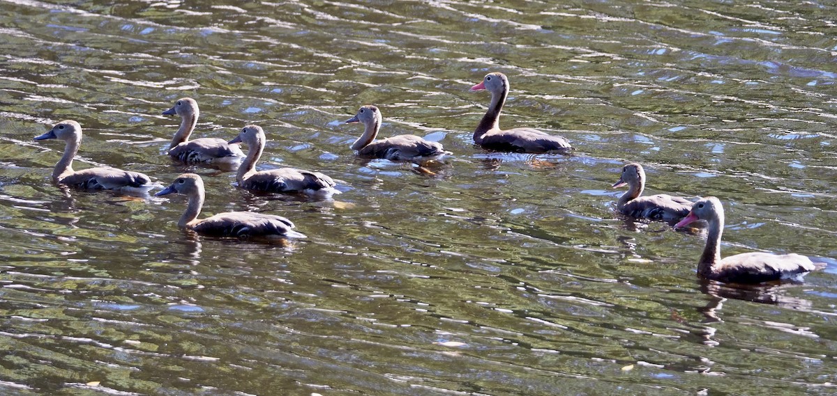 Suirirí Piquirrojo - ML645678047