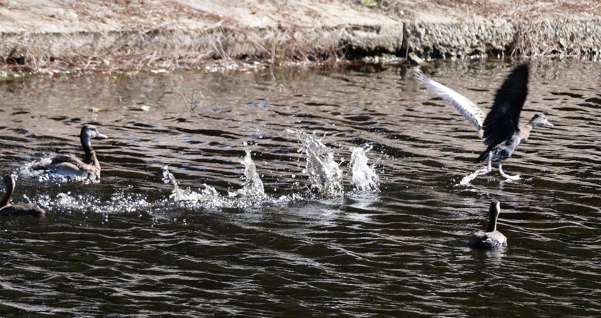 Suirirí Piquirrojo - ML645678048