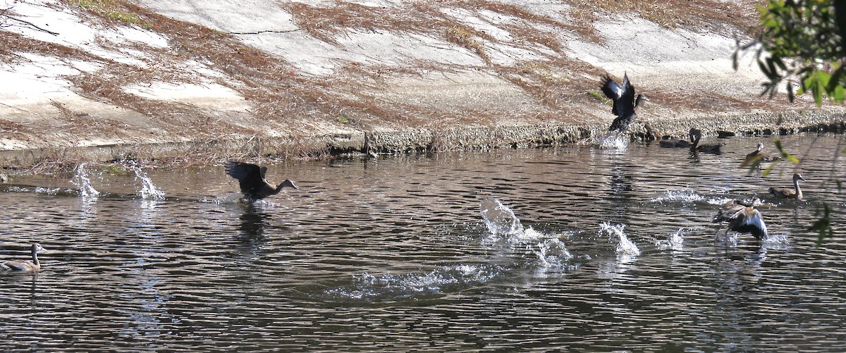 Suirirí Piquirrojo - ML645678049