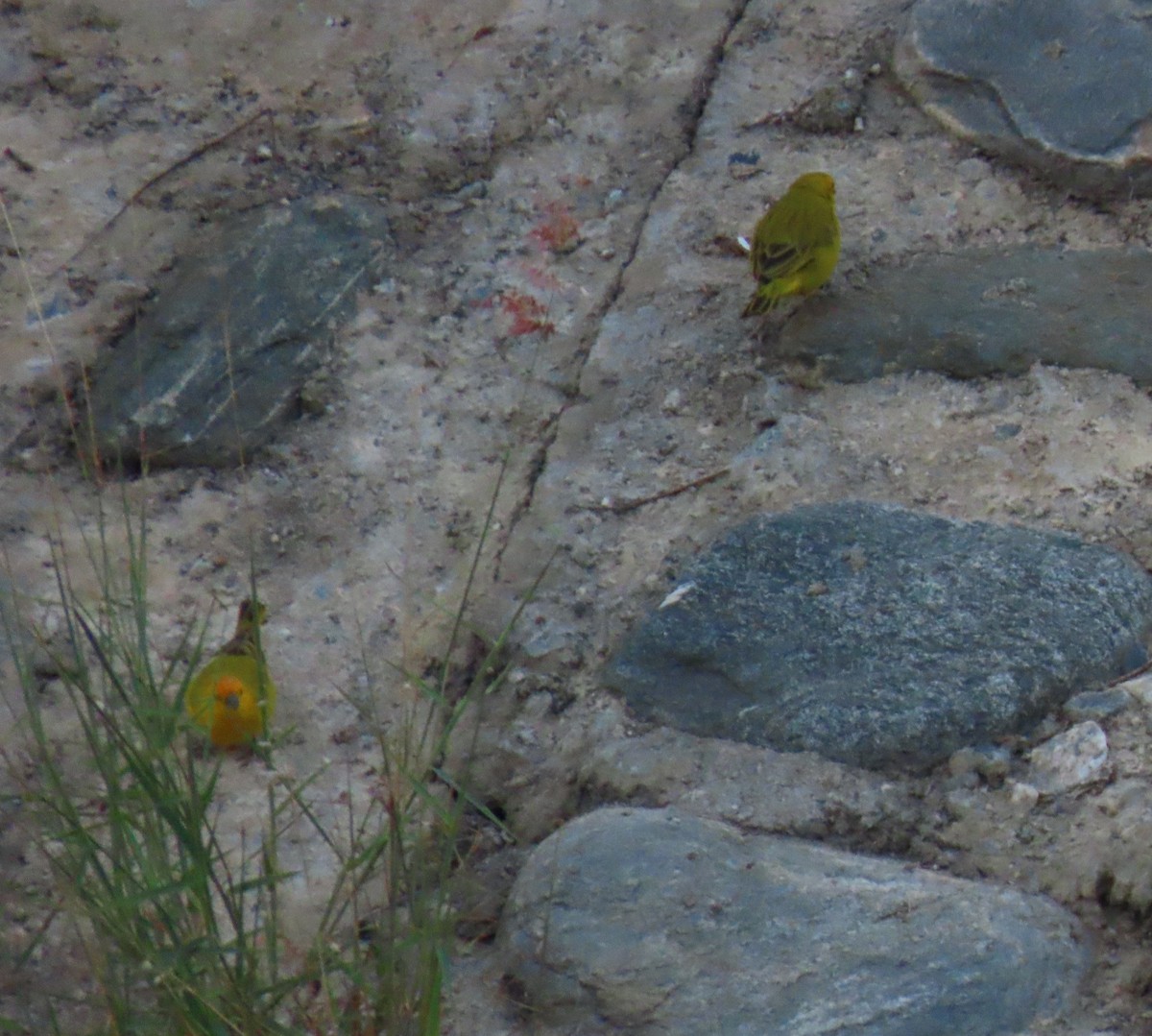 Chirigüe Azafranado - ML645678050