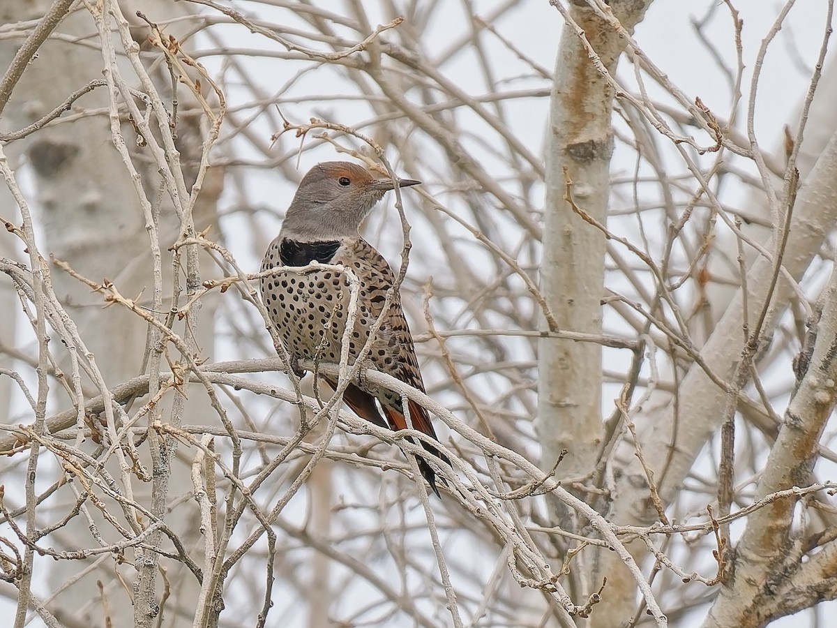 Carpintero Escapulario - ML645678051