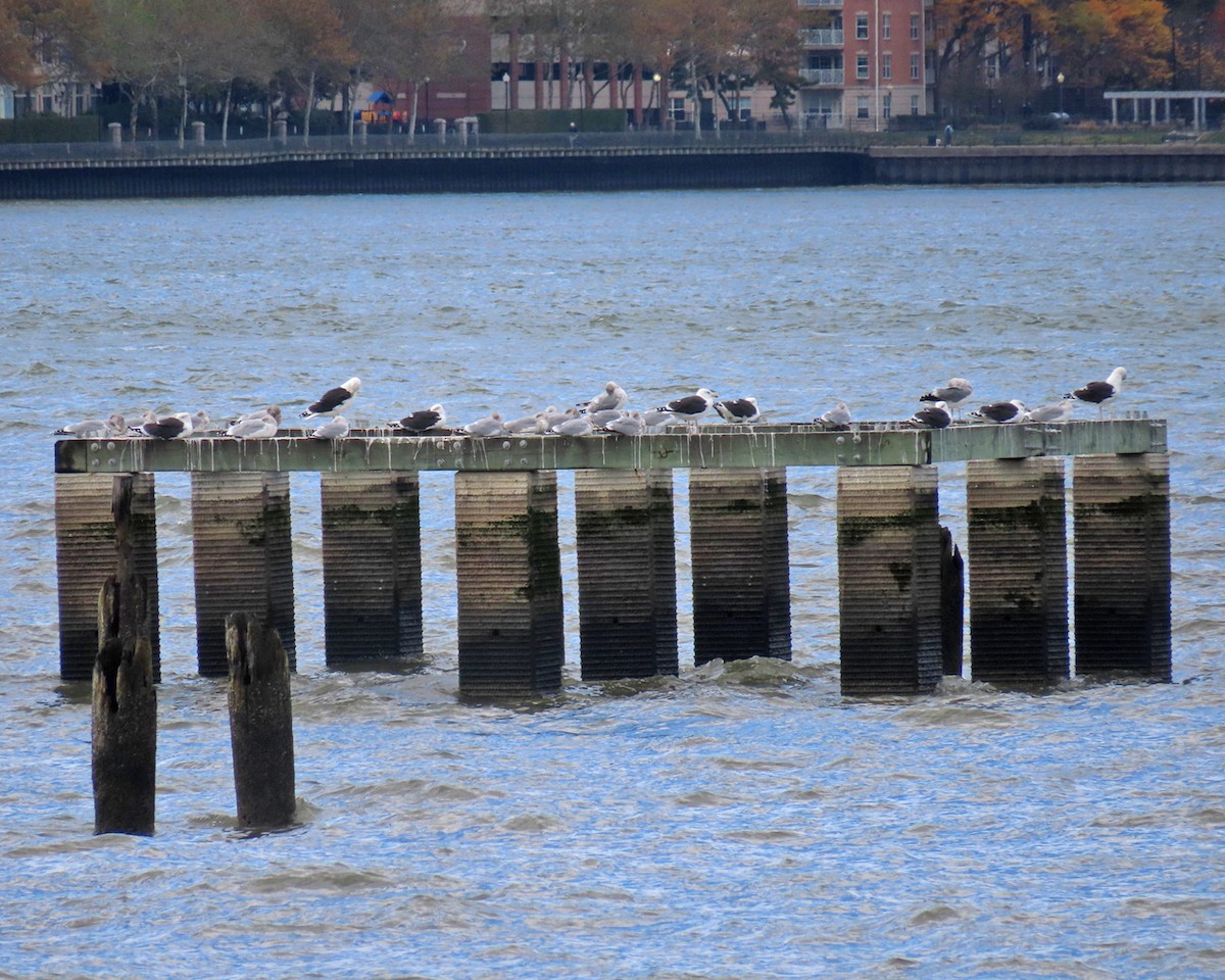 Gavión Atlántico - ML645678052