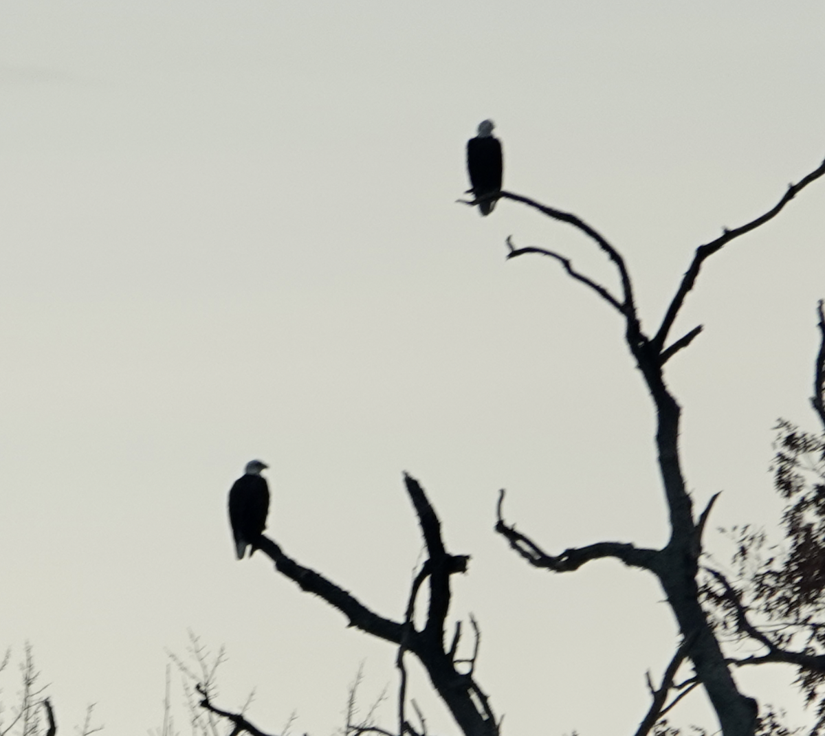 Bald Eagle - ML645678053