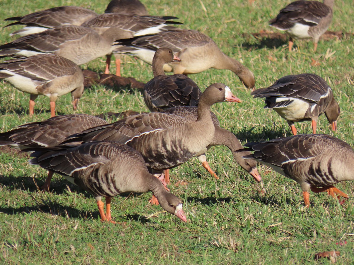 Ánsar Careto - ML645678054