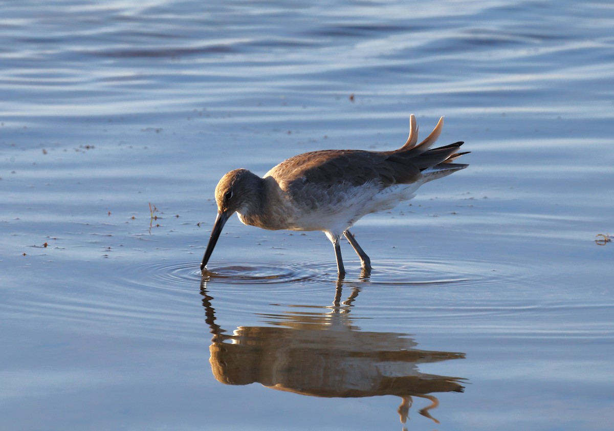 Playero Aliblanco - ML645678056