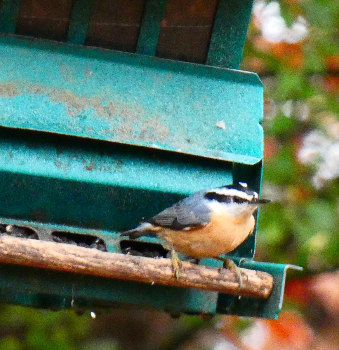 Trepador Canadiense - ML645678057