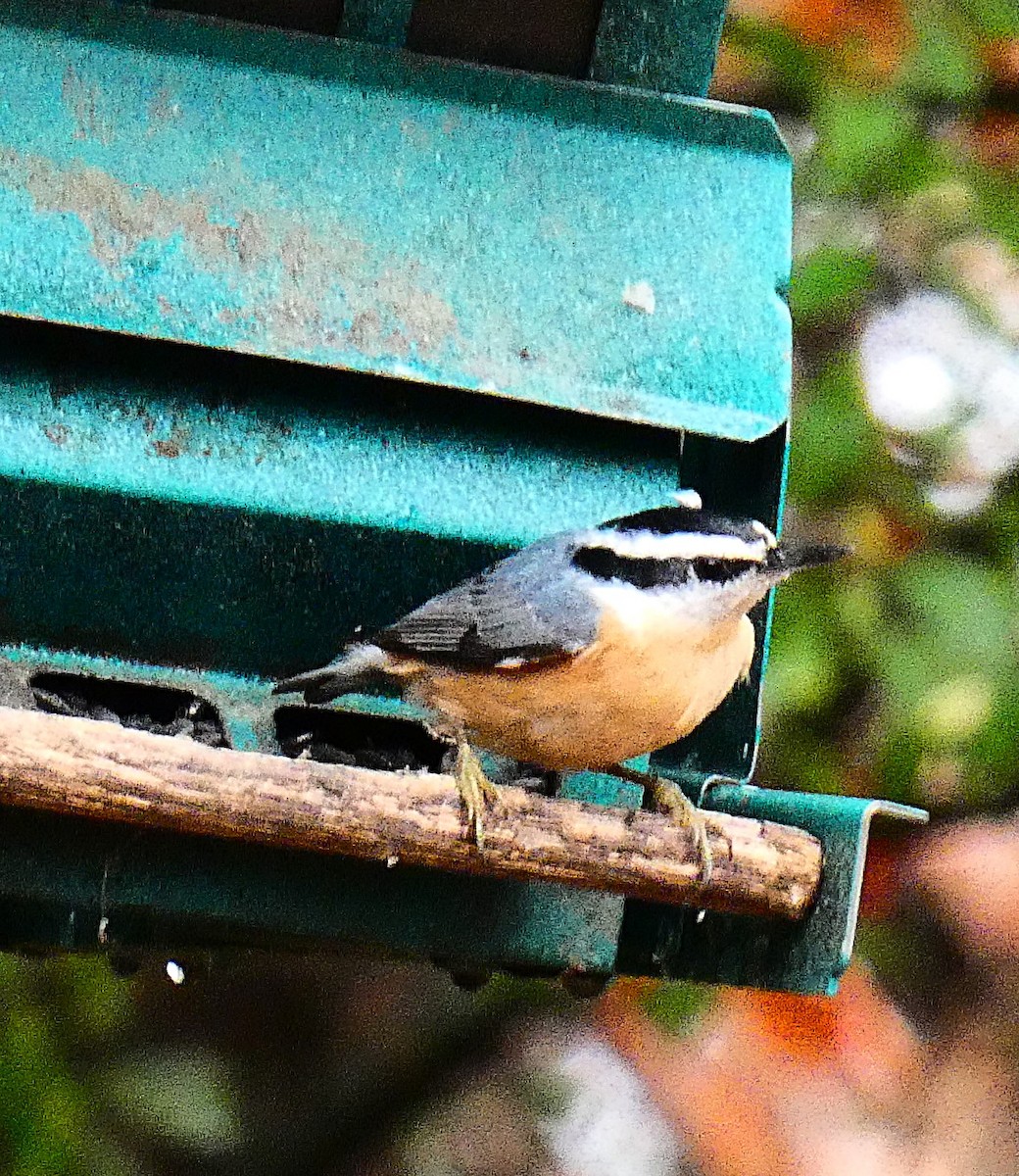 Trepador Canadiense - ML645678058