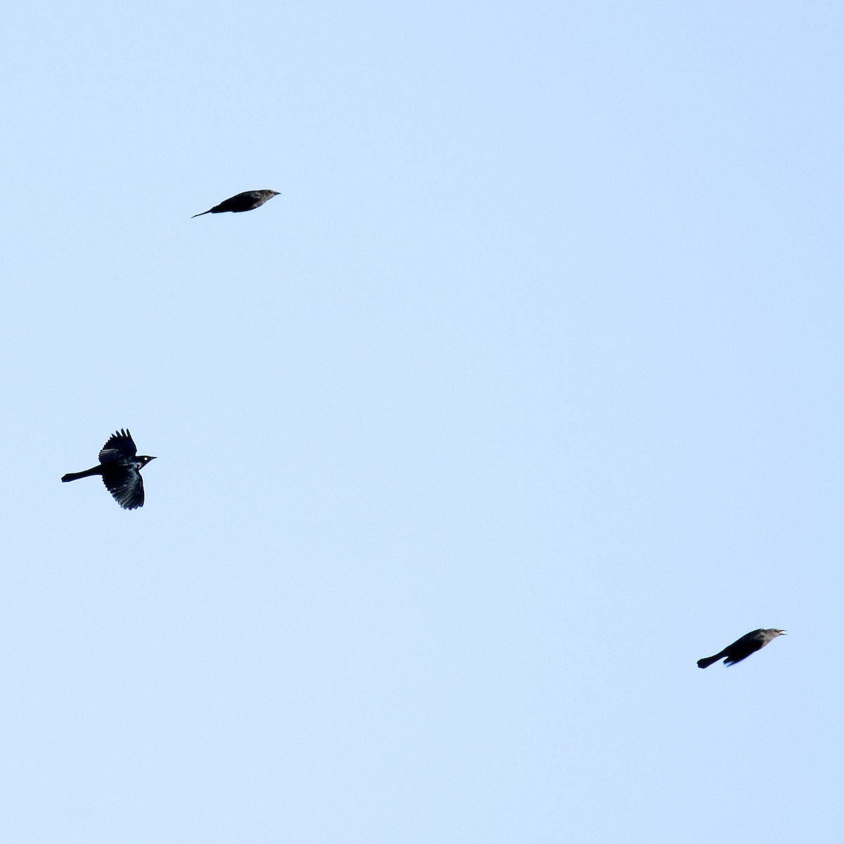 Zanate de Brewer - ML645678059