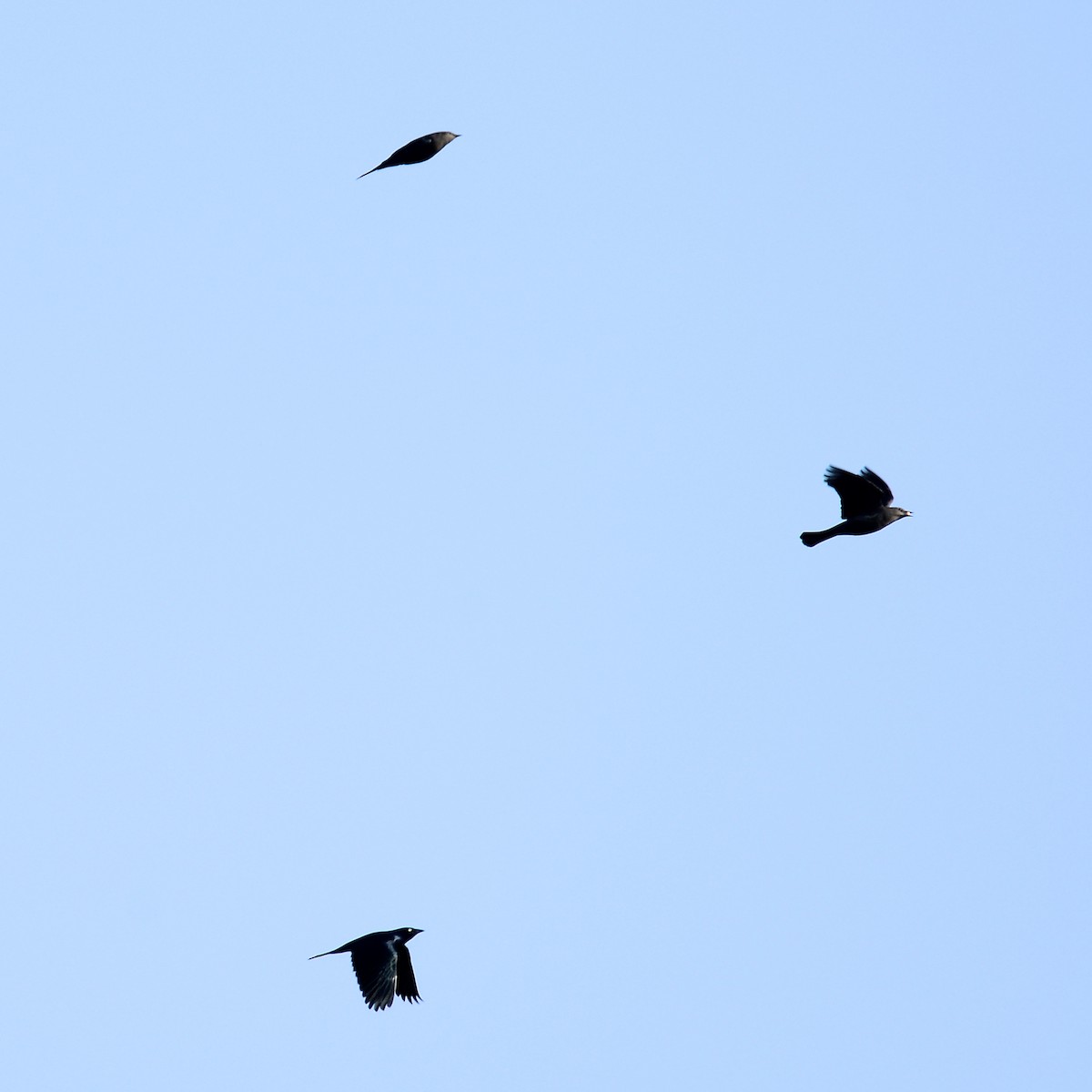 Zanate de Brewer - ML645678060