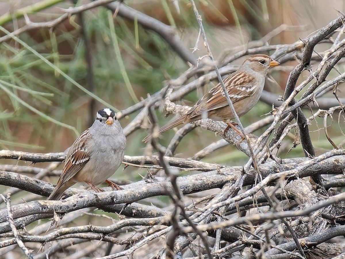 Chingolo Coroniblanco - ML645678061