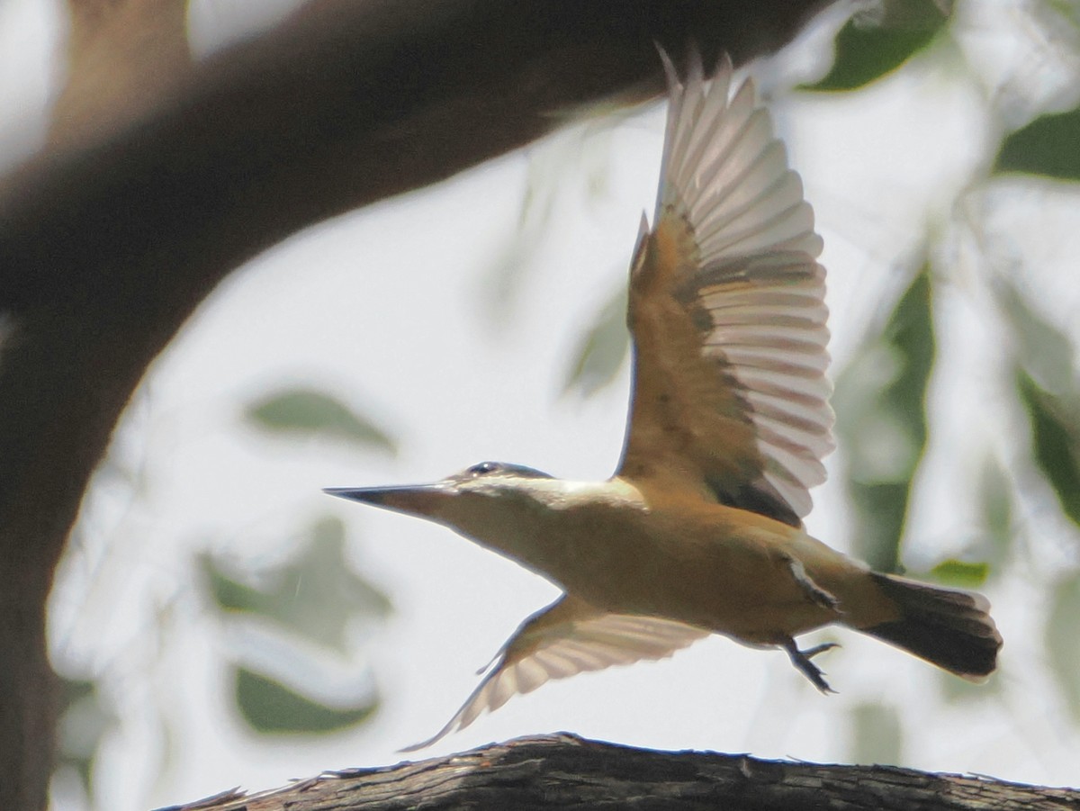Alción Sagrado - ML645678062