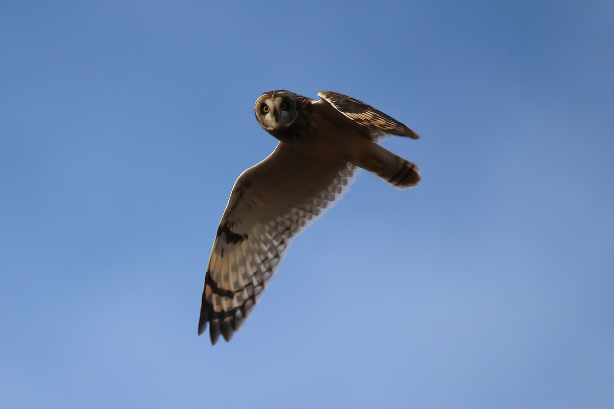 Búho Campestre - ML645678063