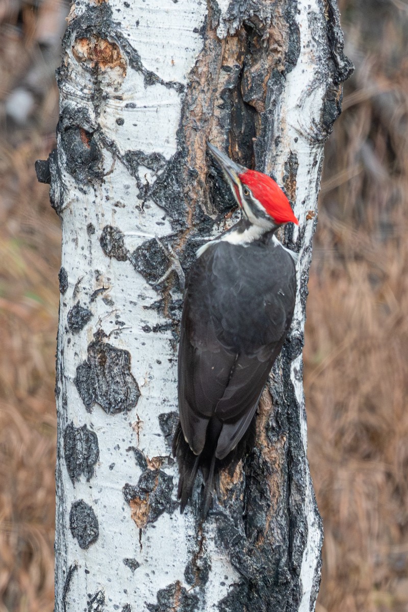 Picamaderos Norteamericano - ML645678065