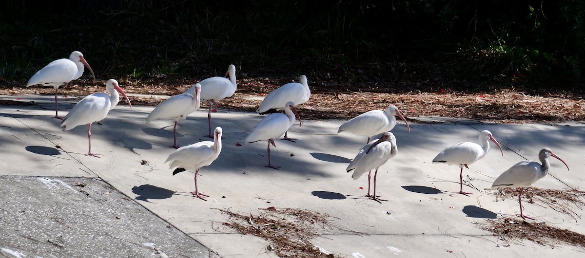 Corocoro Blanco - ML645678066