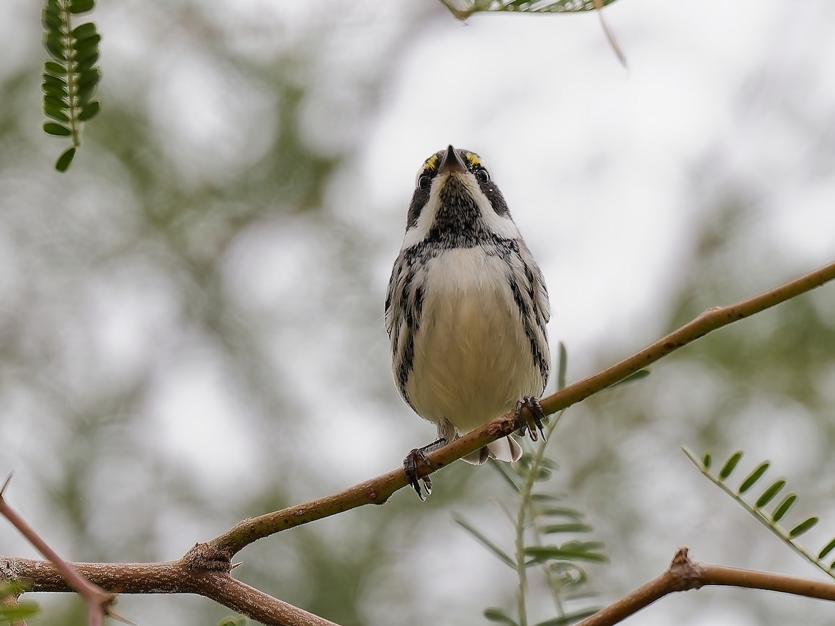 Reinita Gris - ML645678067