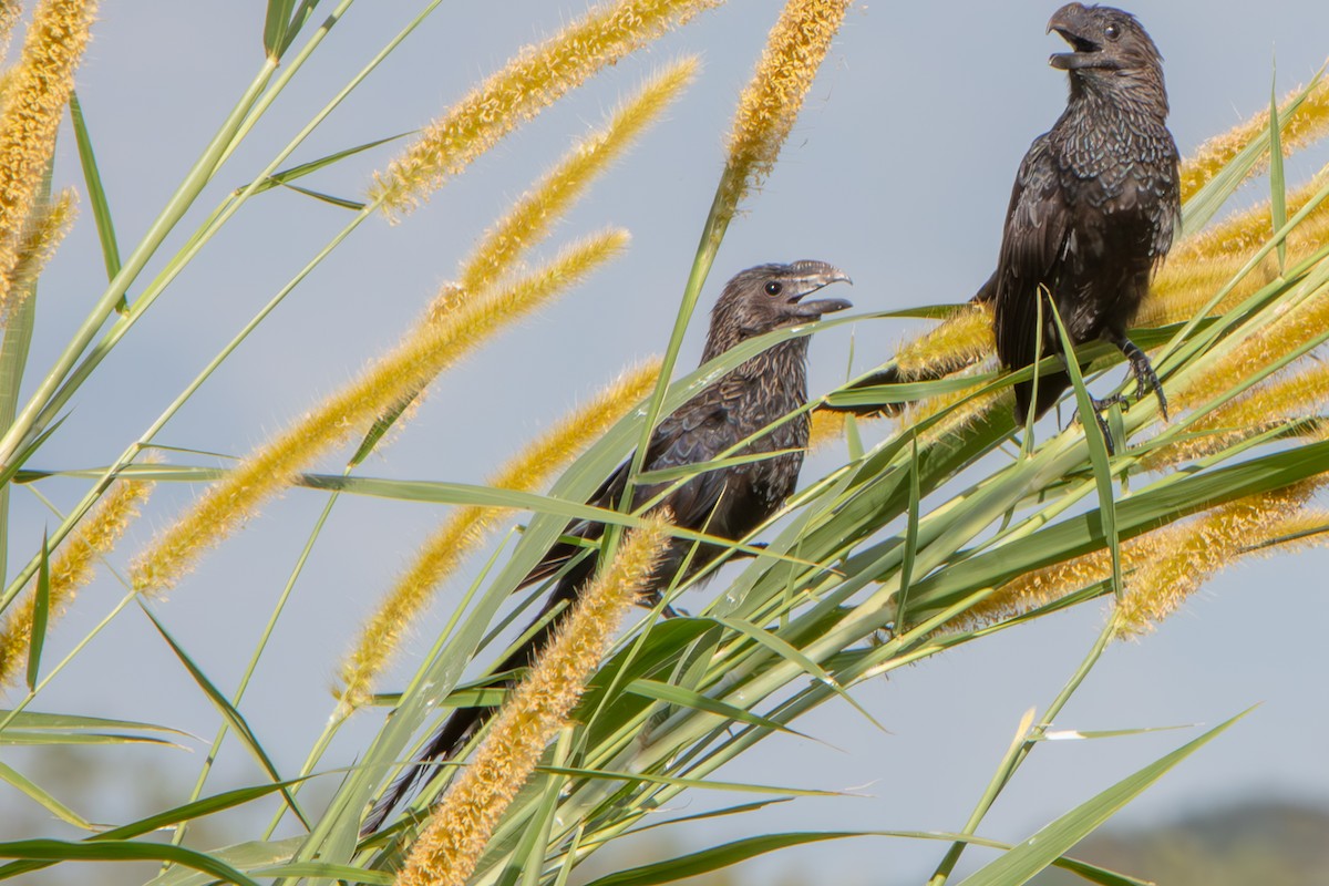 glattnebbani - ML645678070