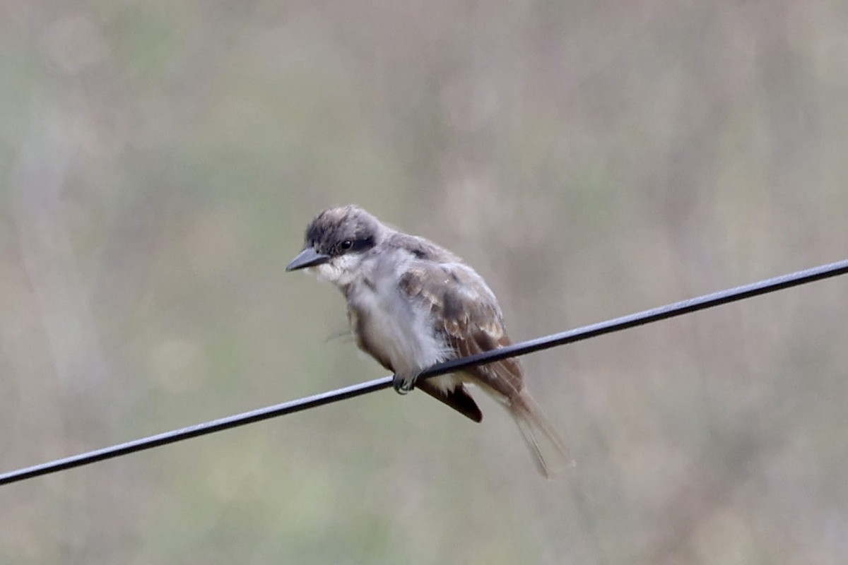 Gray Kingbird - ML645678084