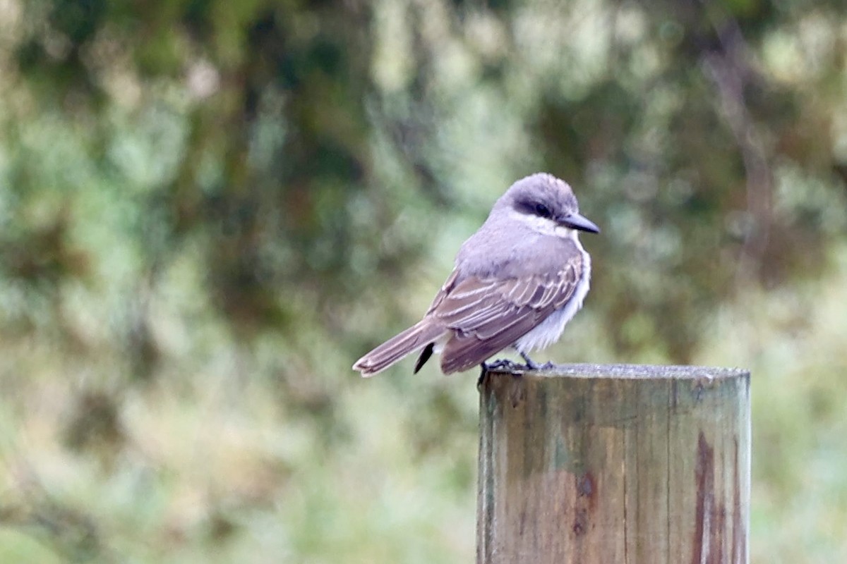 Gray Kingbird - ML645678085